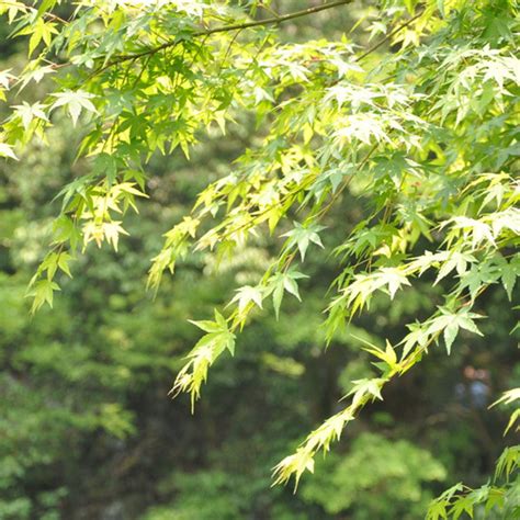 枫树|枫（夏绿乔木植物）